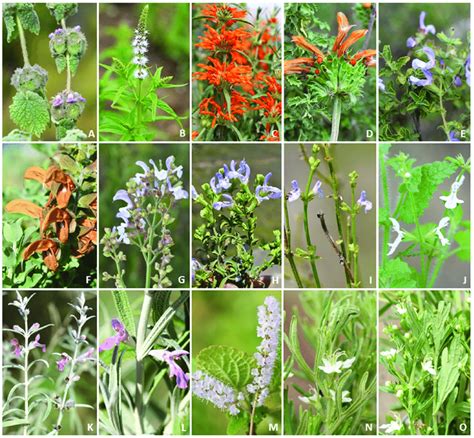 medicinal plants of lamiaceae family